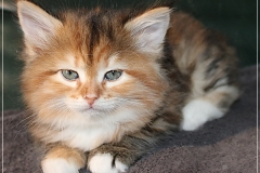 Francis-Capulli-Liebeshof-black-golden-torbie-classic-6-Wochen-alt-www.sibirische-katzen-hamburg.de-IV