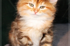 Francis-Capulli-Liebeshof-black-golden-torbie-classic-6-Wochen-alt-www.sibirische-katzen-hamburg.de_