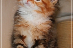 Francis-Capulli-Liebeshof-black-golden-torbie-classic-white-8-Wochen-alt-www.sibirische-katzen-hamburg.de-II