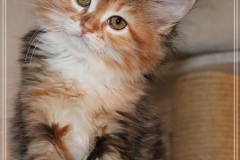 Francis-Capulli-Liebeshof-black-golden-torbie-classic-white-8-Wochen-alt-www.sibirische-katzen-hamburg.de-III