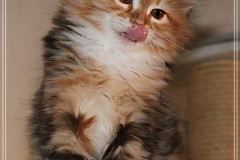 Francis-Capulli-Liebeshof-black-golden-torbie-classic-white-8-Wochen-alt-www.sibirische-katzen-hamburg.de-IV