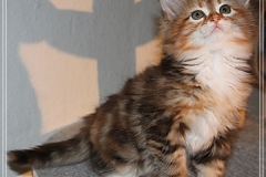 Francis-Capulli-Liebeshof-black-golden-torbie-classic-white-8-Wochen-alt-www.sibirische-katzen-hamburg.de-V