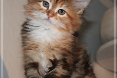 Francis-Capulli-Liebeshof-black-golden-torbie-classic-white-8-Wochen-alt-www.sibirische-katzen-hamburg.de_