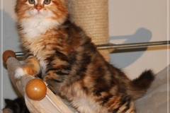 Francis-Capulli-Liebeshof-black-golden-torbie-classic-white-9-Wochen-alt-www.sibirische-katzen-hamburg.de-I