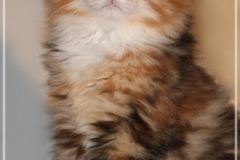 Francis-Capulli-Liebeshof-black-golden-torbie-classic-white-9-Wochen-alt-www.sibirische-katzen-hamburg.de-II