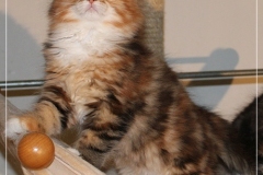 Francis-Capulli-Liebeshof-black-golden-torbie-classic-white-9-Wochen-alt-www.sibirische-katzen-hamburg.de-IV