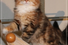 Francis-Capulli-Liebeshof-black-golden-torbie-classic-white-9-Wochen-alt-www.sibirische-katzen-hamburg.de-V