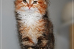 Francis-Capulli-Liebeshof-black-golden-torbie-classic-white-9-Wochen-alt-www.sibirische-katzen-hamburg.de_