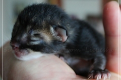 Frank-Zappa-Liebeshof-black-golden-silver-ticked-tabby-2-Tage-alt.-www.sibirische-katzen-hamburg.de-I