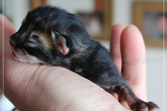 Frank-Zappa-Liebeshof-black-golden-silver-ticked-tabby-2-Tage-alt.-www.sibirische-katzen-hamburg.de-II