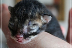Frank-Zappa-Liebeshof-black-golden-silver-ticked-tabby-2-Tage-alt.-www.sibirische-katzen-hamburg.de-III