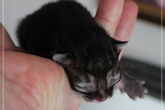 Frank-Zappa-Liebeshof-black-golden-silver-ticked-tabby-2-Tage-alt.-www.sibirische-katzen-hamburg.de_