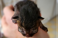 Frank-Zappa-Liebeshof-black-golden-silver-ticked-tabby-7-Tage-alt.-www.sibirische-katzen-hamburg.de_