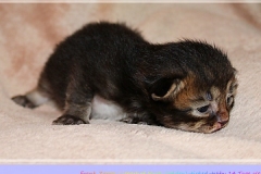 Frank-Zappa-Liebeshof-black-golden-ticked-tabby-14-Tage-alt.-www.sibirische-katzen-hamburg.de-II