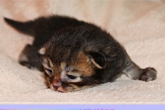 Frank-Zappa-Liebeshof-black-golden-ticked-tabby-14-Tage-alt.-www.sibirische-katzen-hamburg.de-III