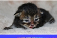 Frank-Zappa-Liebeshof-black-golden-ticked-tabby-14-Tage-alt.-www.sibirische-katzen-hamburg.de-Ia