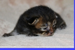 Frank-Zappa-Liebeshof-black-golden-ticked-tabby-14-Tage-alt.-www.sibirische-katzen-hamburg.de_