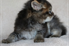 Frank-Zappa-Liebeshof-black-golden-ticked-tabby-5-Wochen-alt.-www.sibirische-katzen-hamburg.de-II