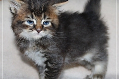 Frank-Zappa-Liebeshof-black-golden-ticked-tabby-5-Wochen-alt.-www.sibirische-katzen-hamburg.de_