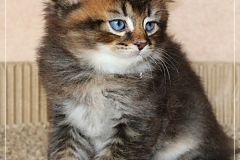 Frank-Zappa-Liebeshof-black-golden-ticked-tabby-6-Wochen-alt.-www.sibirische-katzen-hamburg.de-I