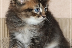 Frank-Zappa-Liebeshof-black-golden-ticked-tabby-6-Wochen-alt.-www.sibirische-katzen-hamburg.de-II