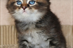 Frank-Zappa-Liebeshof-black-golden-ticked-tabby-6-Wochen-alt.-www.sibirische-katzen-hamburg.de-III