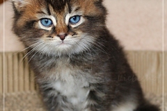 Frank-Zappa-Liebeshof-black-golden-ticked-tabby-6-Wochen-alt.-www.sibirische-katzen-hamburg.de-IV