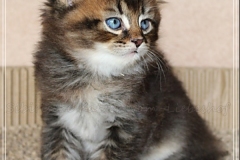 Frank-Zappa-Liebeshof-black-golden-ticked-tabby-6-Wochen-alt.-www.sibirische-katzen-hamburg.de-V