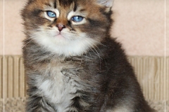 Frank-Zappa-Liebeshof-black-golden-ticked-tabby-6-Wochen-alt.-www.sibirische-katzen-hamburg.de_