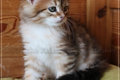 Fridjof-Nansen-Liebeshof-black-golden-classic-tabby-8-Wochen-alt.-Sibirischer-Kater-I