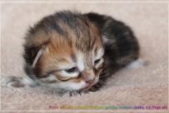 Fritz-Wendel-Liebeshof-black-golden-classic-tabby-11-Tage-alt.-www.sibirische-katzen-hamburg.de_
