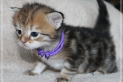 Fritz-Wendel-Liebeshof-black-golden-classic-tabby-3-Wochen-alt.-www.sibirische-katzen-hamburg.de-II
