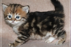 Fritz-Wendel-Liebeshof-black-golden-classic-tabby-4-Wochen-alt.-www.sibirische-katzen-hamburg.de-I