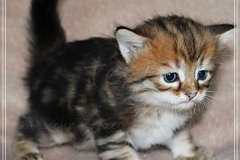 Fritz-Wendel-Liebeshof-black-golden-classic-tabby-4-Wochen-alt.-www.sibirische-katzen-hamburg.de_