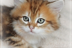 Fritz-Wendel-Liebeshof-black-golden-classic-tabby-8-Wochen-alt.-www.sibirische-katzen-hamburg.de-I