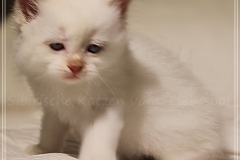 Aijsha-Liebeshof-cinnamon-golden-tabby-point-5-Wochen-alt-www.sibirische-katzen-hamburg.de-I