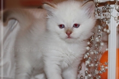 Aijsha-Liebeshof-cinnamon-golden-tabby-point-6-Wochen-alt-www.sibirische-katzen-hamburg.de-I