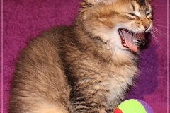 Ashanti-Liebeshof-black-golden-ticked-tabby-10-Wochen-alt-www.sibirische-katzen-hamburg.de-I