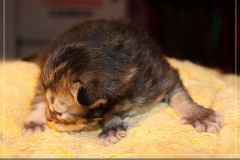 Ashanti-Liebeshof-black-golden-ticked-tabby-14-tage-alt-www.sibirische-katzen-hamburg.de-III