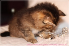 Ashanti-Liebeshof-black-golden-ticked-tabby-6-Wochen-alt-www.sibirische-katzen-hamburg.de-II