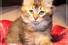 Ashanti-Liebeshof-black-ticked-tabby-11-Wochen-alt-www.sibirische-katzen-hamburg.de-I