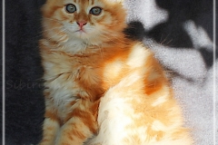 Besha-Liebeshof-red-golden-classic-tabby-11-Wochen-alt.-www.sibirische-katzen-hamburg.de-I