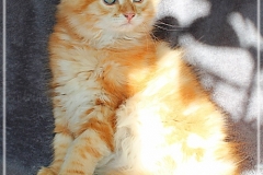 Besha-Liebeshof-red-golden-classic-tabby-11-Wochen-alt.-www.sibirische-katzen-hamburg.de-II