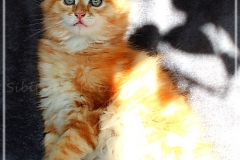Besha-Liebeshof-red-golden-classic-tabby-11-Wochen-alt.-www.sibirische-katzen-hamburg.de-III