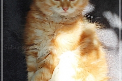 Besha-Liebeshof-red-golden-classic-tabby-11-Wochen-alt.-www.sibirische-katzen-hamburg.de_