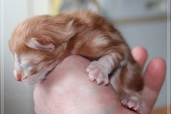 Besha-Liebeshof-red-golden-classic-tabby-2-Tage-alt.-www.sibirische-katzen-hamburg.de-I
