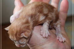 Besha-Liebeshof-red-golden-classic-tabby-2-Tage-alt.-www.sibirische-katzen-hamburg.de-II