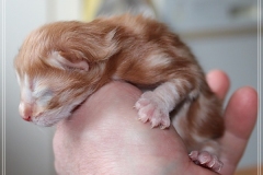 Besha-Liebeshof-red-golden-classic-tabby-2-Tage-alt.-www.sibirische-katzen-hamburg.de_