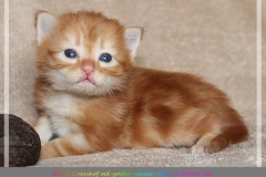 Besha-Liebeshof-red-golden-classic-tabby-3-Wochen-alt.-www.sibirische-katzen-hamburg.de-I-Auge