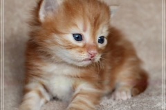 Besha-Liebeshof-red-golden-classic-tabby-3-Wochen-alt.-www.sibirische-katzen-hamburg.de-II